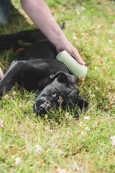 Щетка для вычесывания щенков Tangle Teezer Pet Teezer Puppy Brush Green 12197 фото